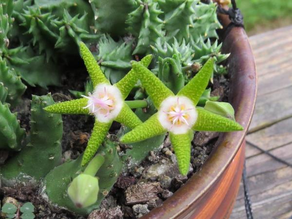 http://www.cloudjungle.com/cloudjungle/Asclepiadaceae/Stapelia/stapelia flavopurpurea flower 2.jpg